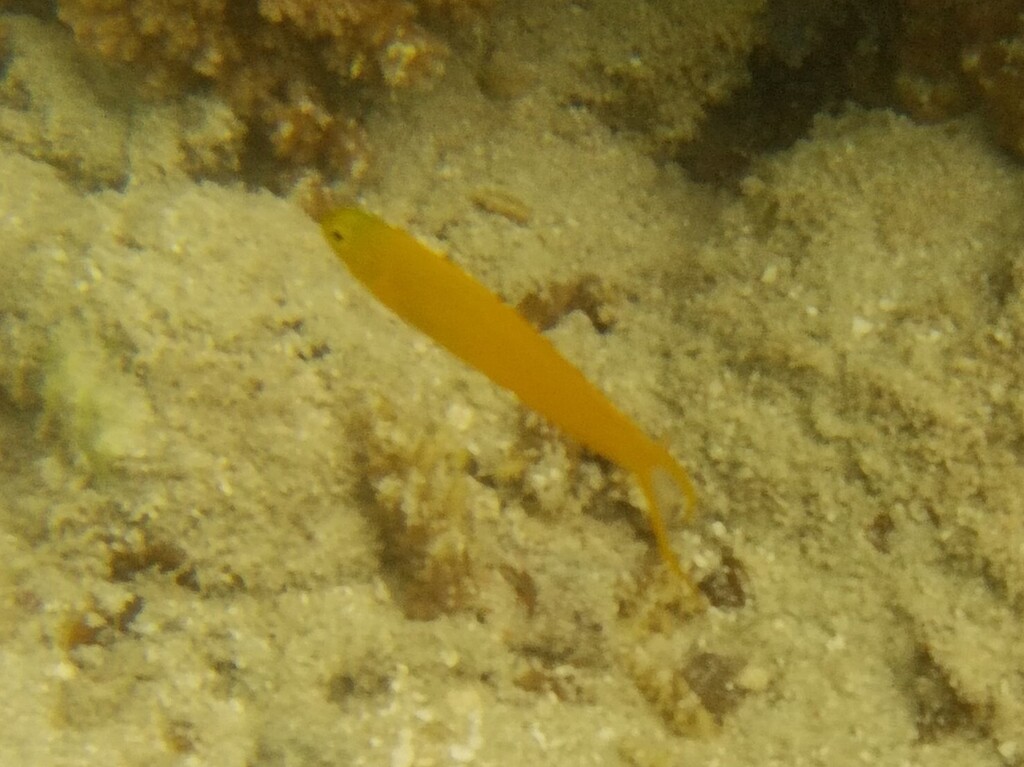 斐济金剪刀