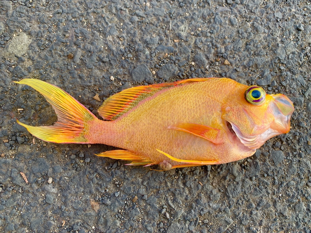 夏威夷深水宝石