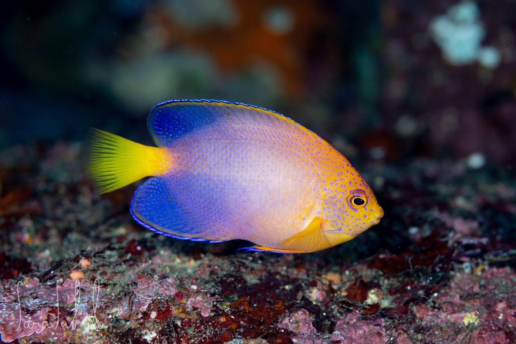 日本仙（Centropyge interrupta）