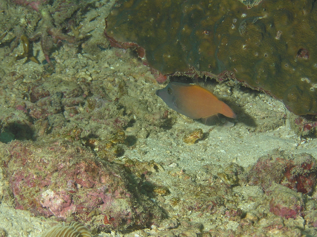 黑头橙尾炮弹（Pervagor melanocephalus）