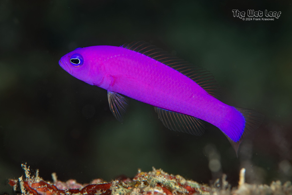 紫草莓（Pictichromis porphyrea）