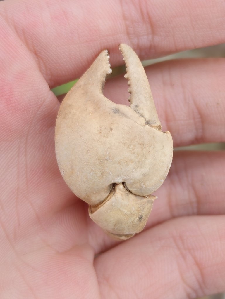 天津厚蟹（Helice tientsinensis）