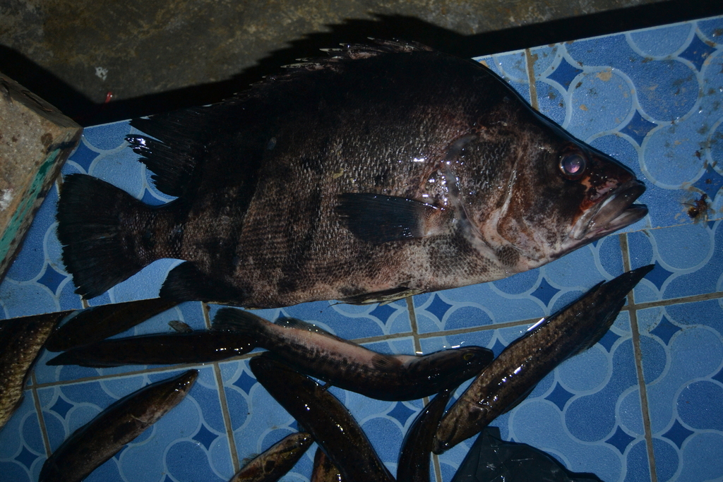 印尼虎鱼（Datnioides microlepis）