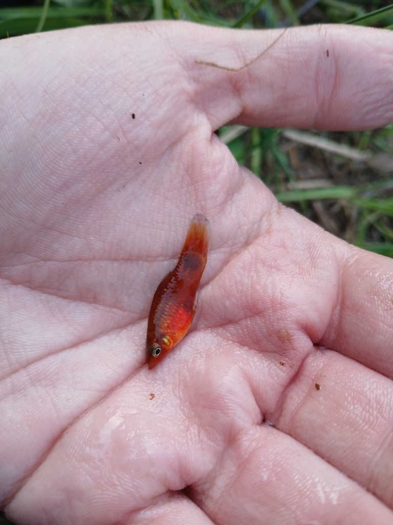 月光鱼（Xiphophorus maculatus）