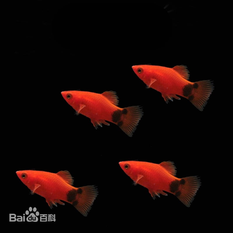 月光鱼（Xiphophorus maculatus）
