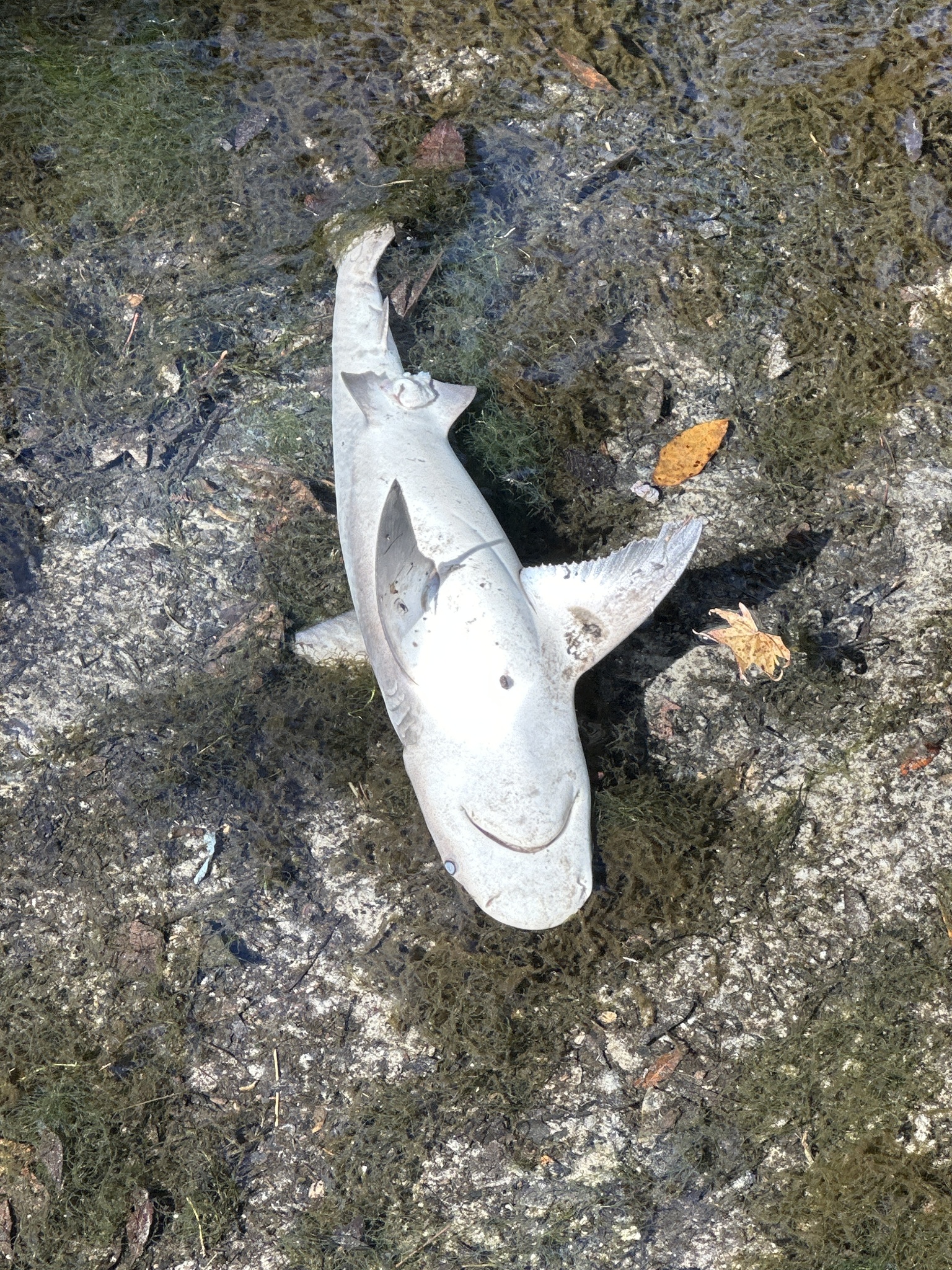 低鳍真鲨（Carcharhinus leucas）