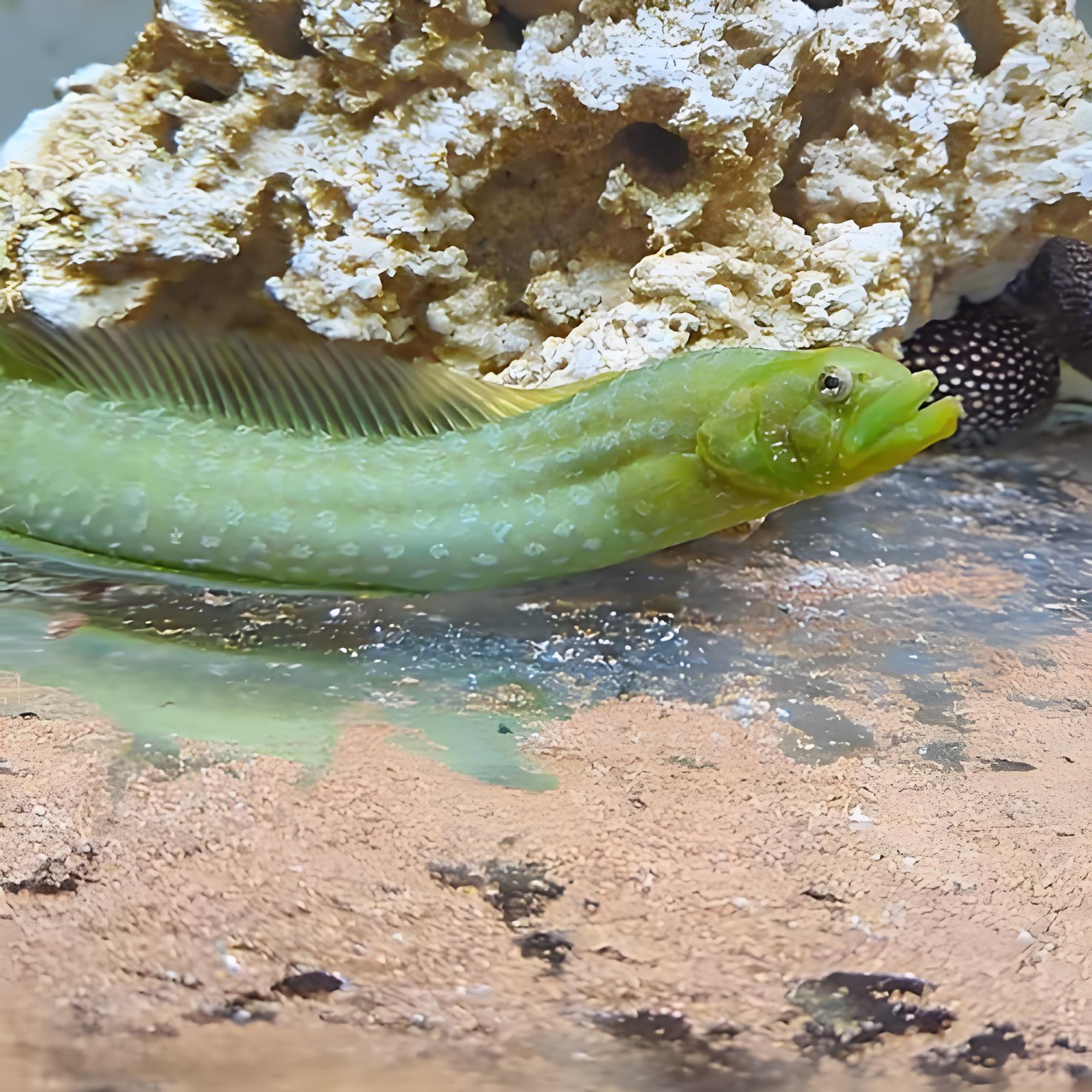 鳗鲷（Congrogadus subducens）