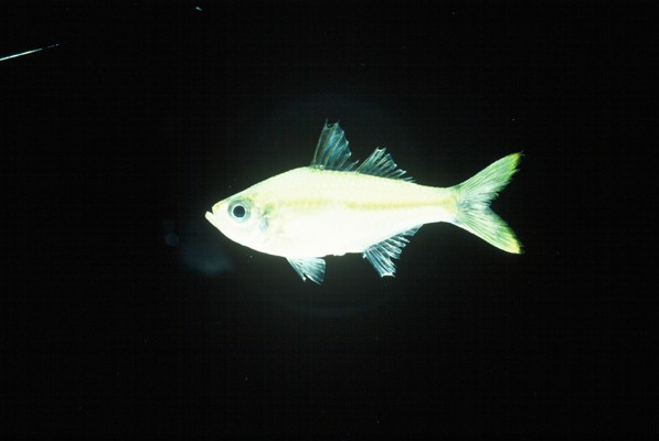 裸头双边鱼（Ambassis gymnocephalus）