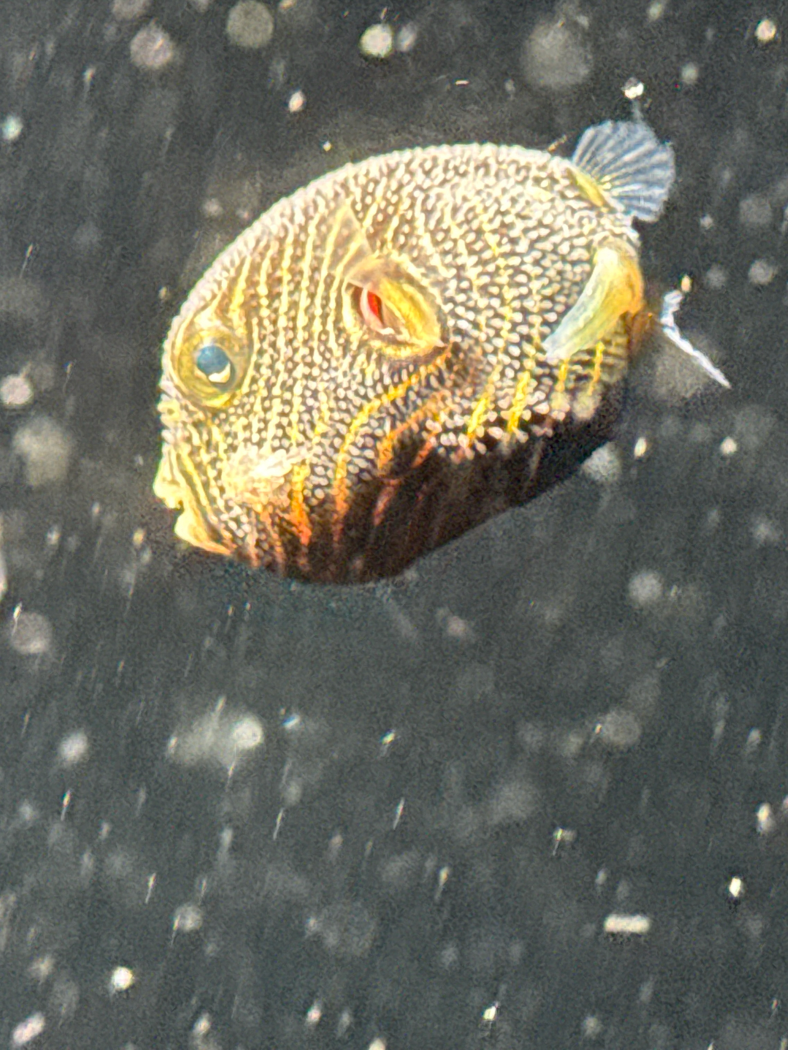星斑叉鼻鲀（Arothron stellatus）