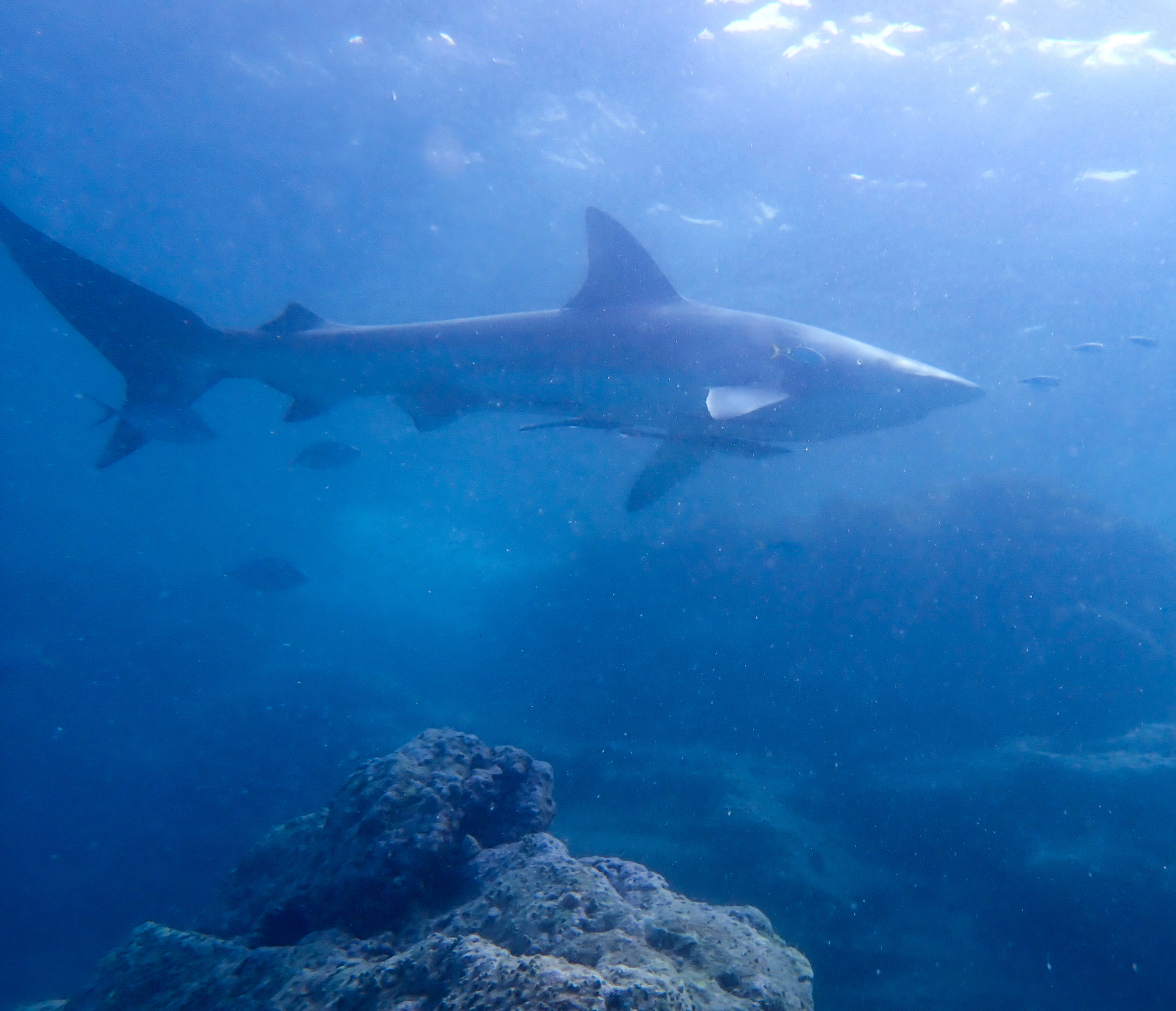 短尾真鲨（Carcharhinus brachyurus）