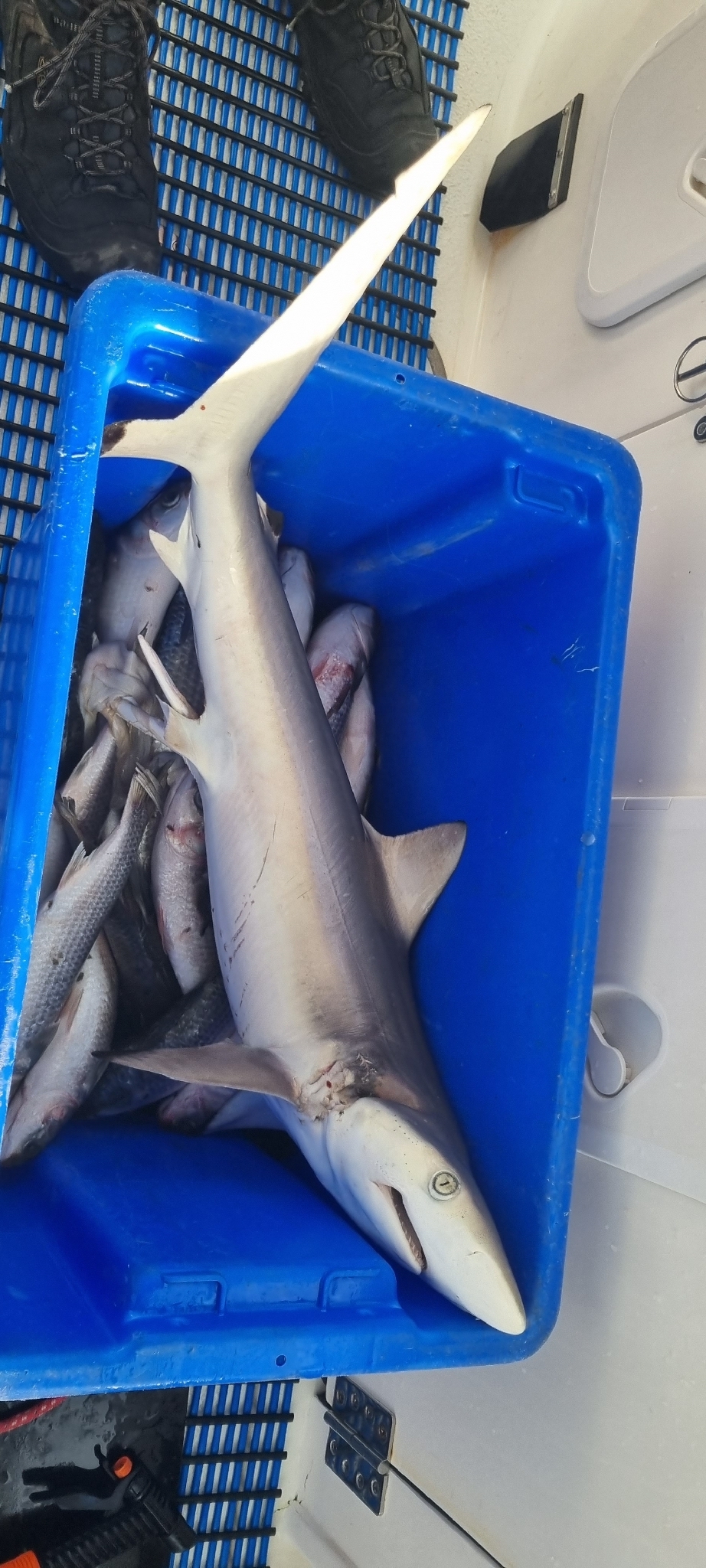 色拉真鲨（Carcharhinus sorrah）