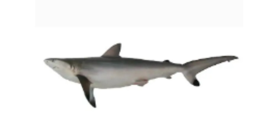 色拉真鲨（Carcharhinus sorrah）