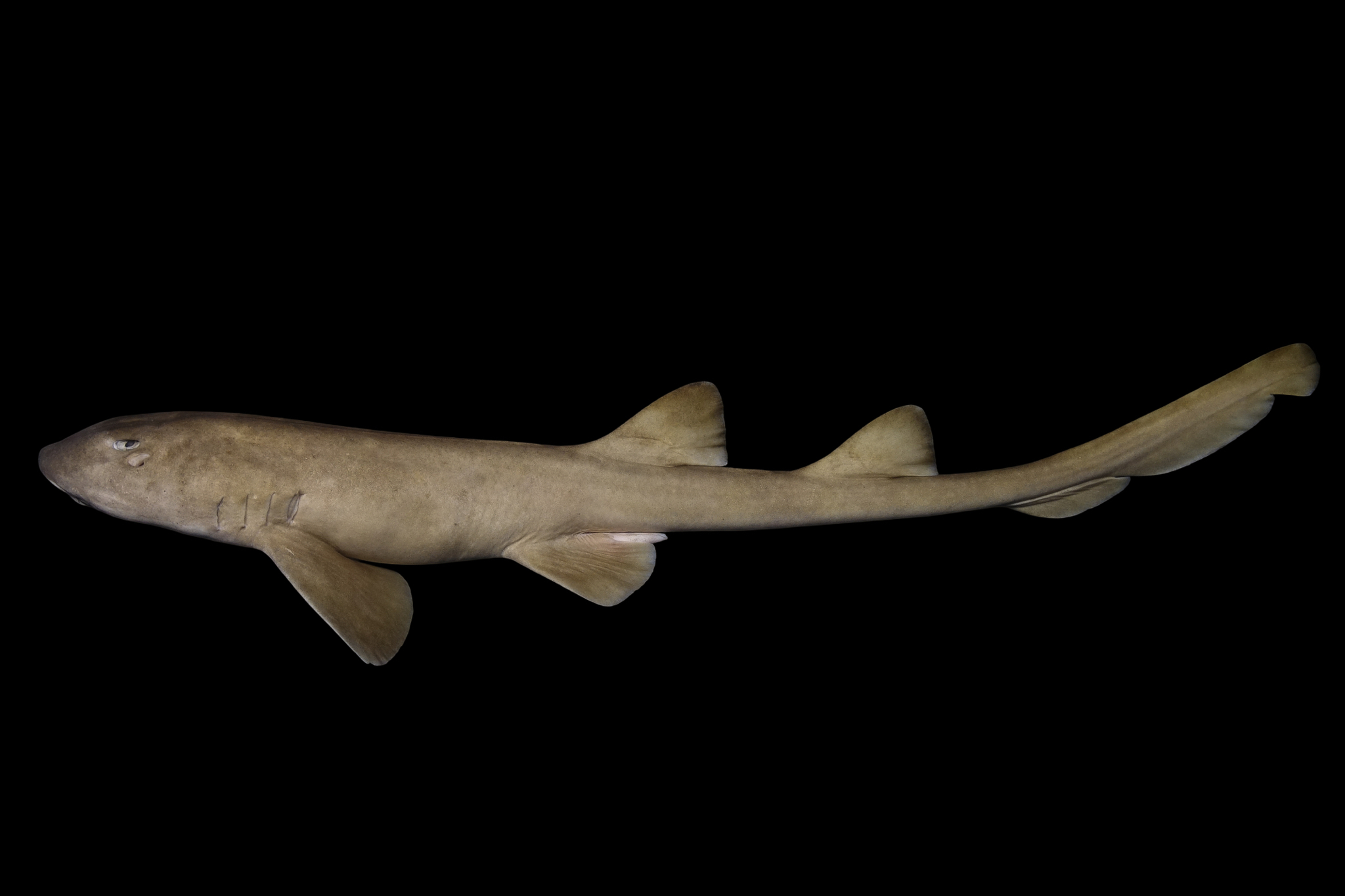 灰斑竹鲨（Chiloscyllium griseum）