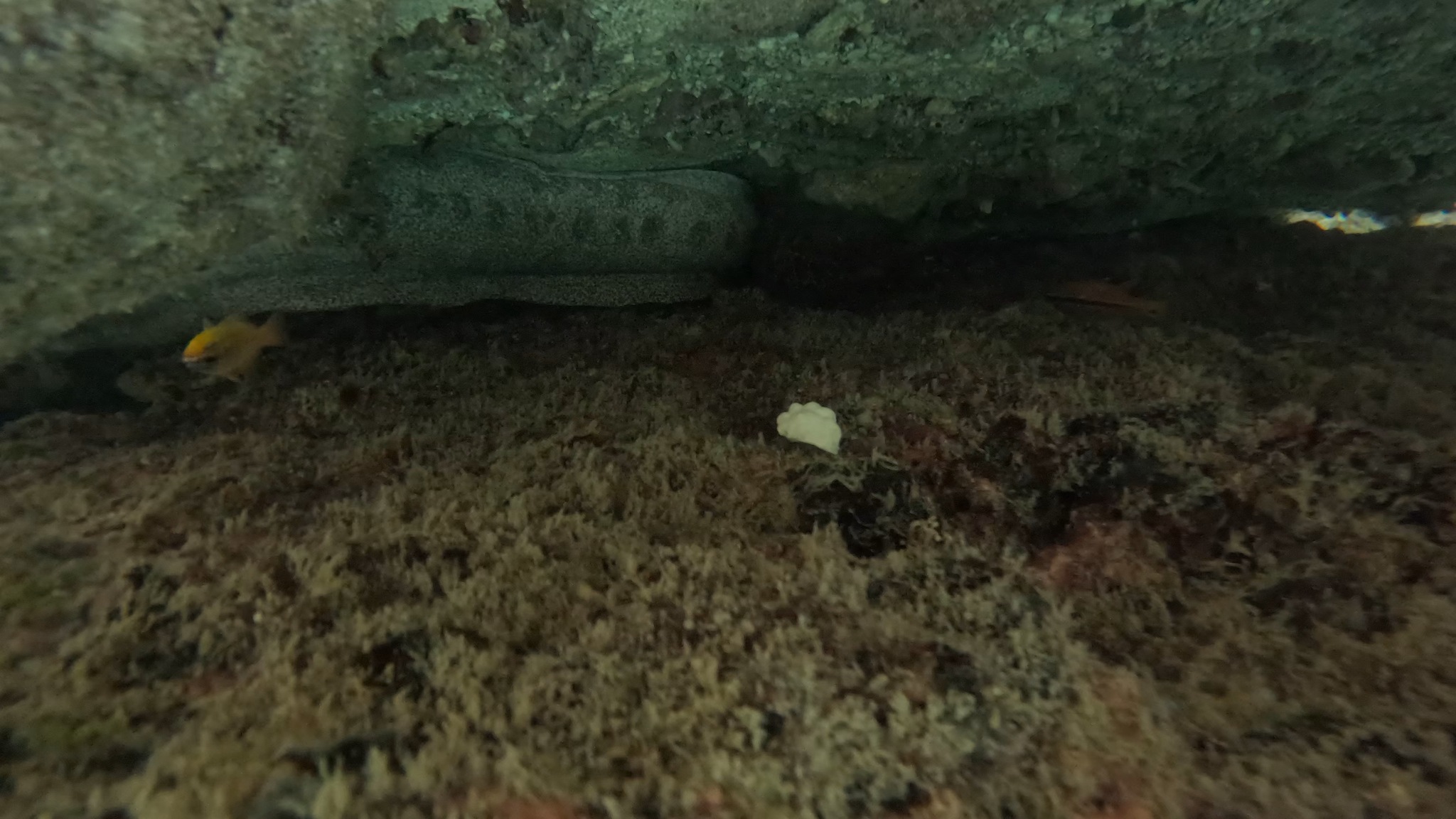 花斑裸胸鳝（Gymnothorax pictus）
