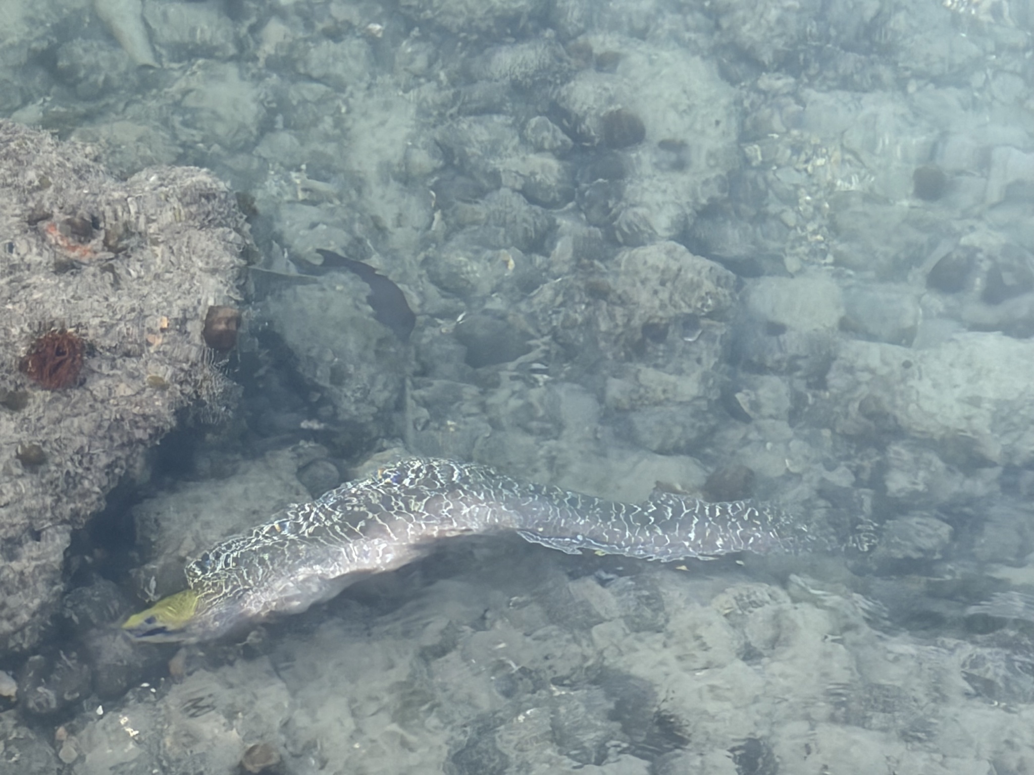 波纹裸胸鳝（Gymnothorax undulatus）