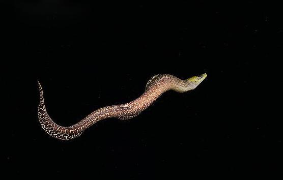 波纹裸胸鳝（Gymnothorax undulatus）