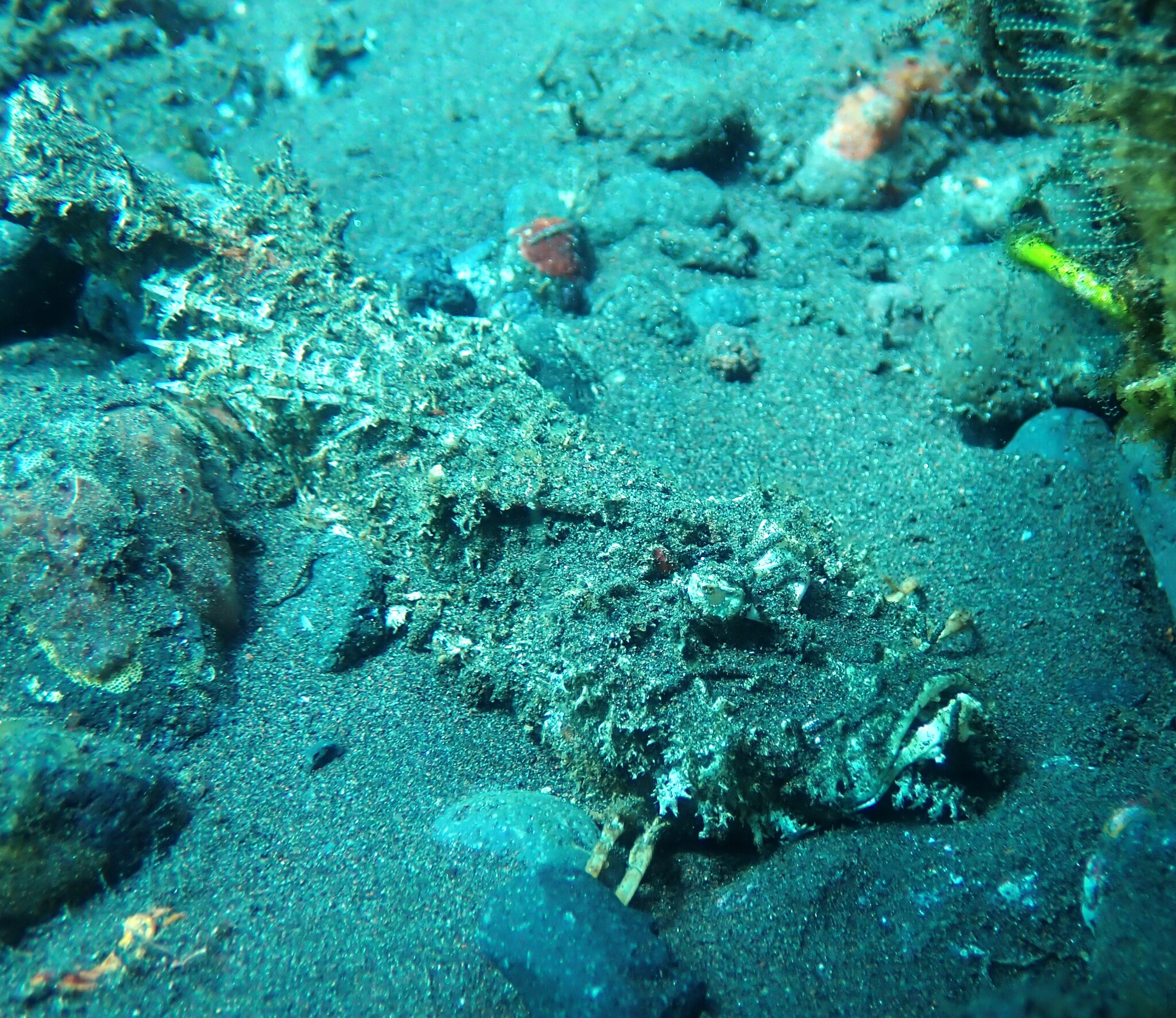 双指鬼鲉（Inimicus didactylus）