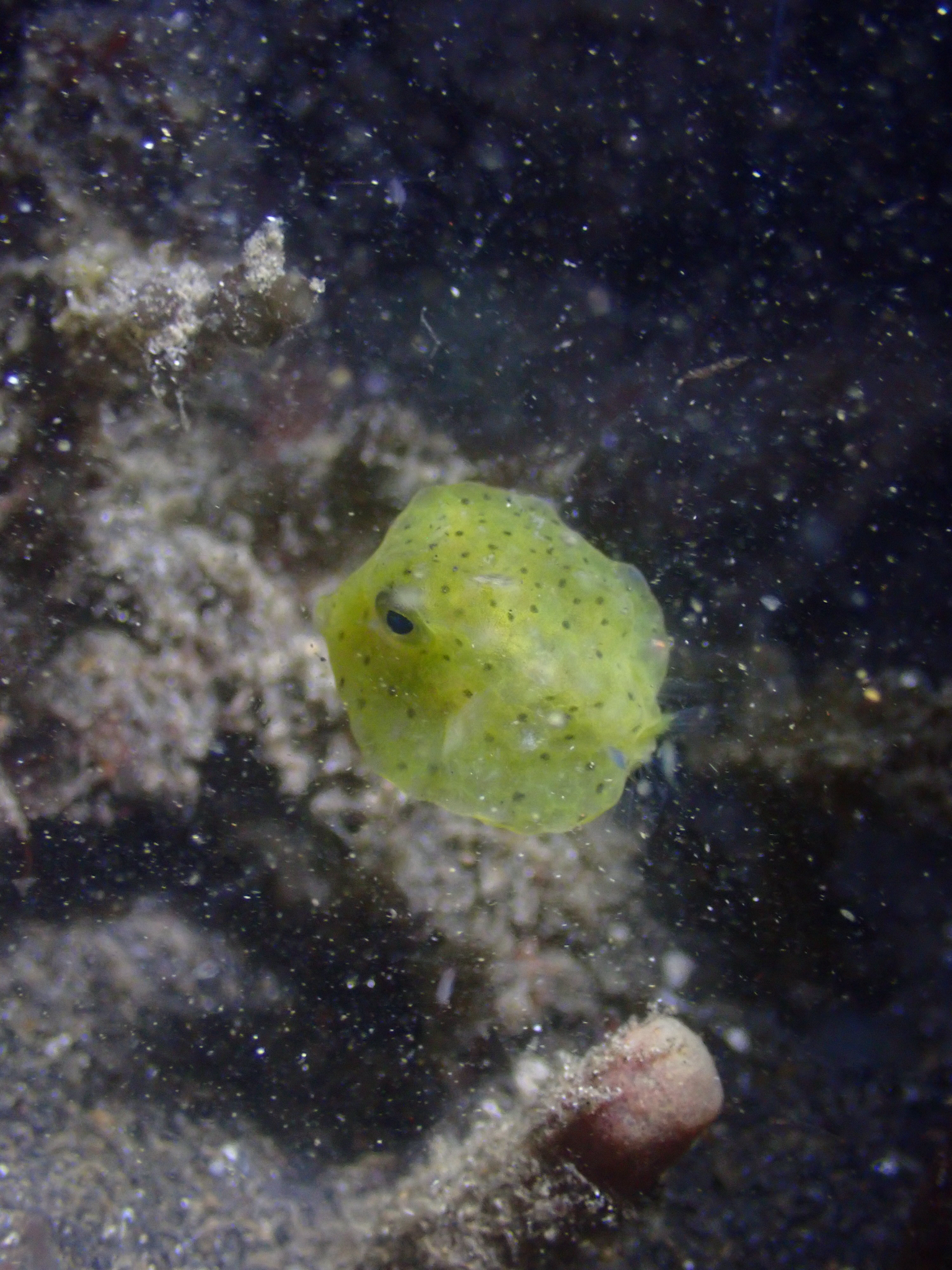 棘背角箱鲀（Lactoria diaphana）