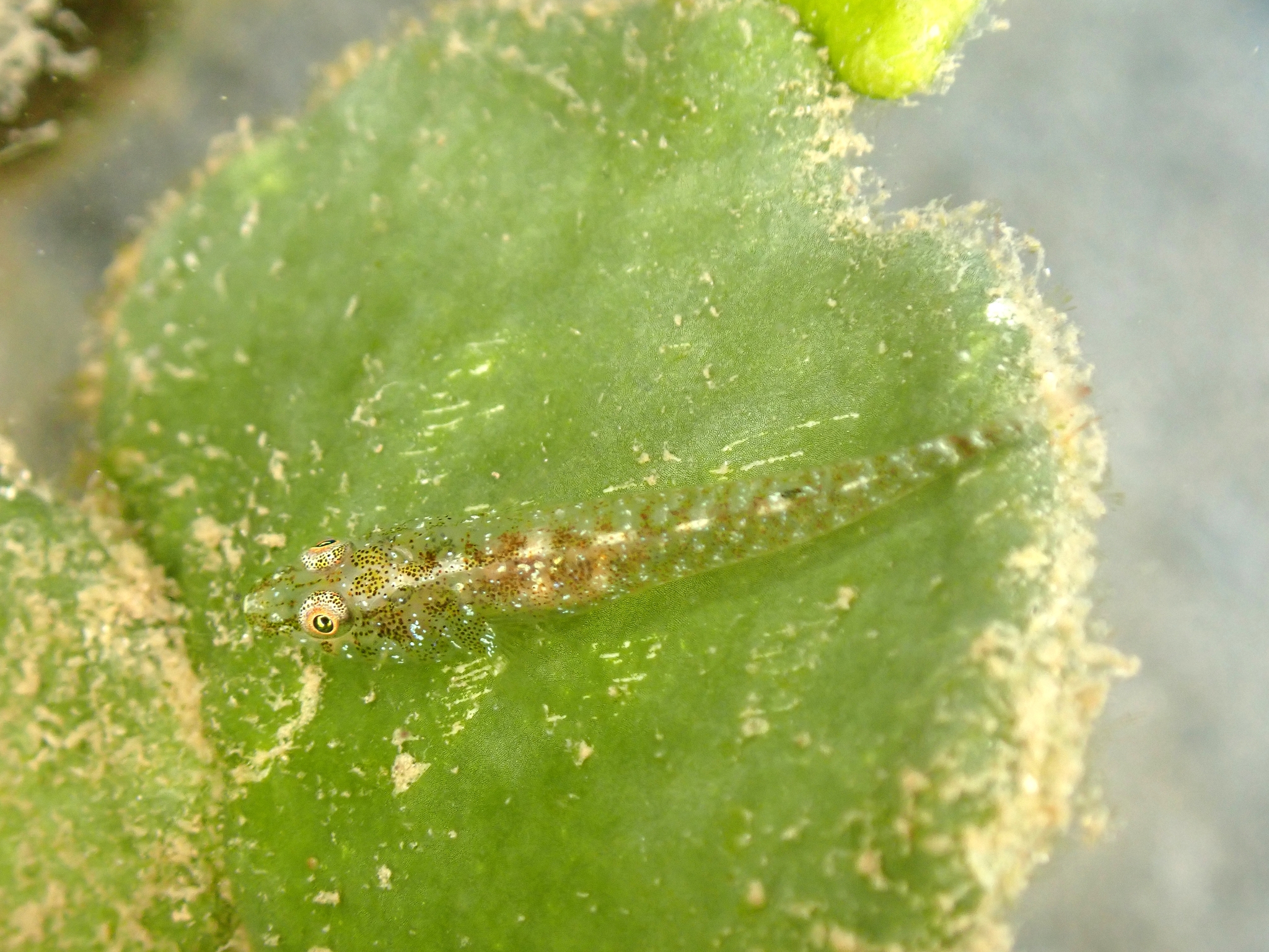 双叶腹瓢鰕虎（Pleurosicya bilobata）