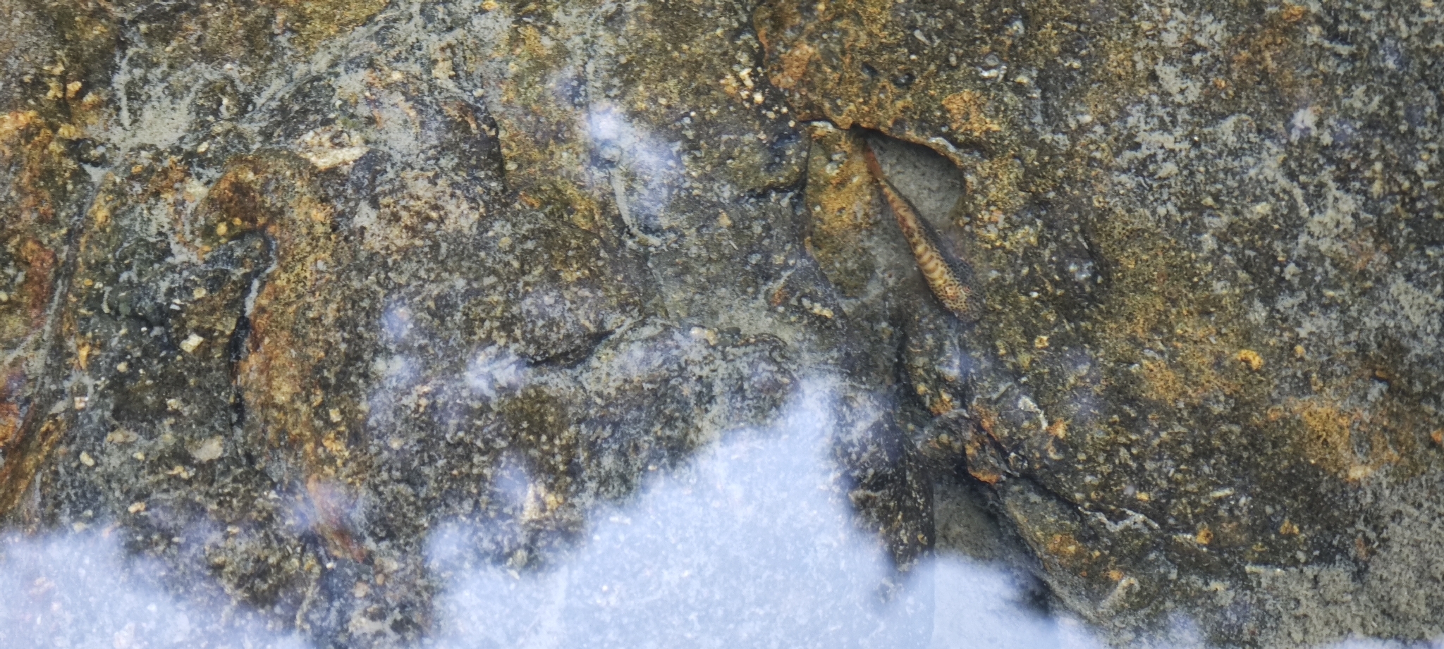 宽头拟腹吸鳅（Pseudogastromyzon laticeps）