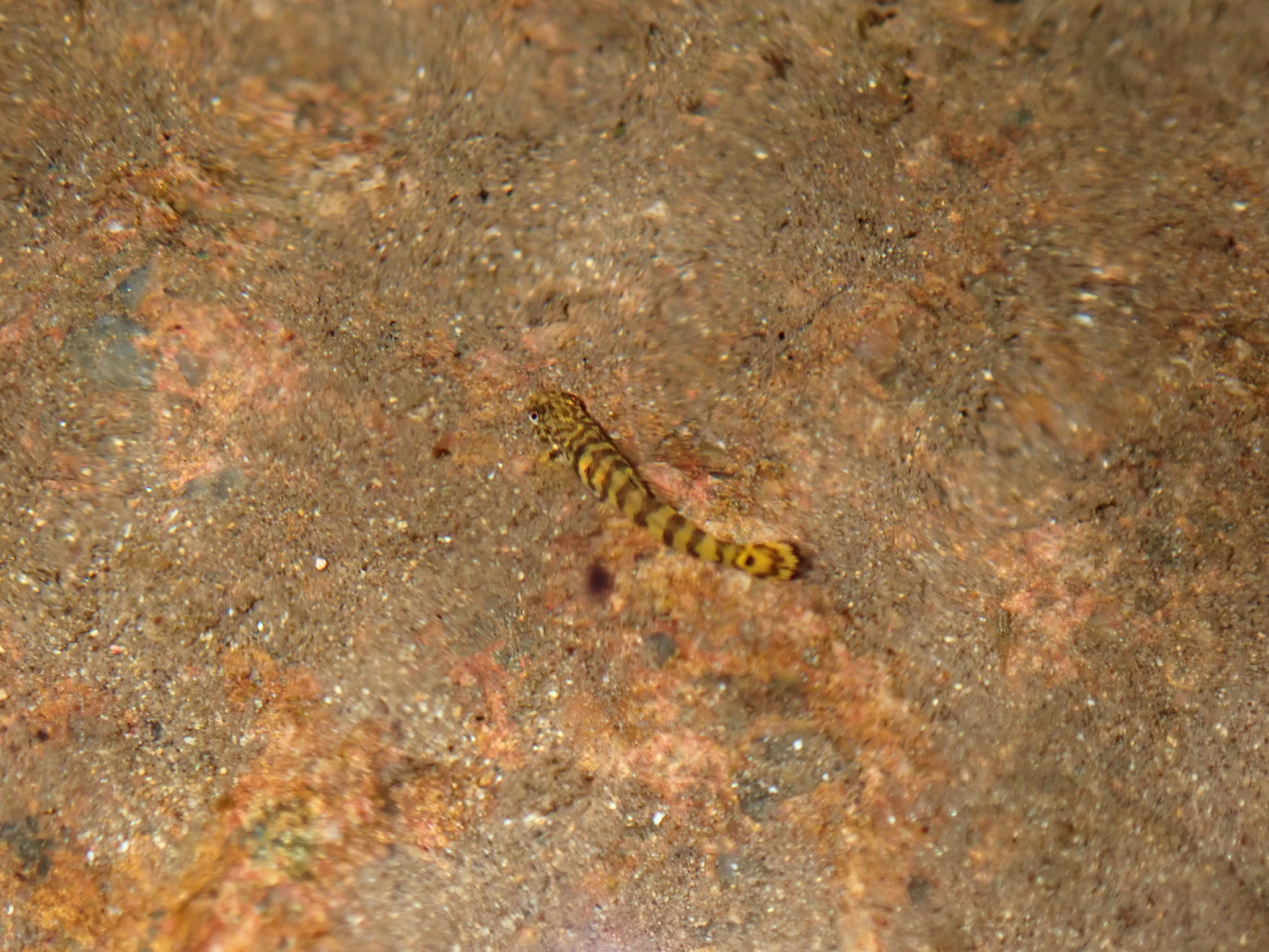 花斑拟腹吸鳅（Pseudogastromyzon myersi）