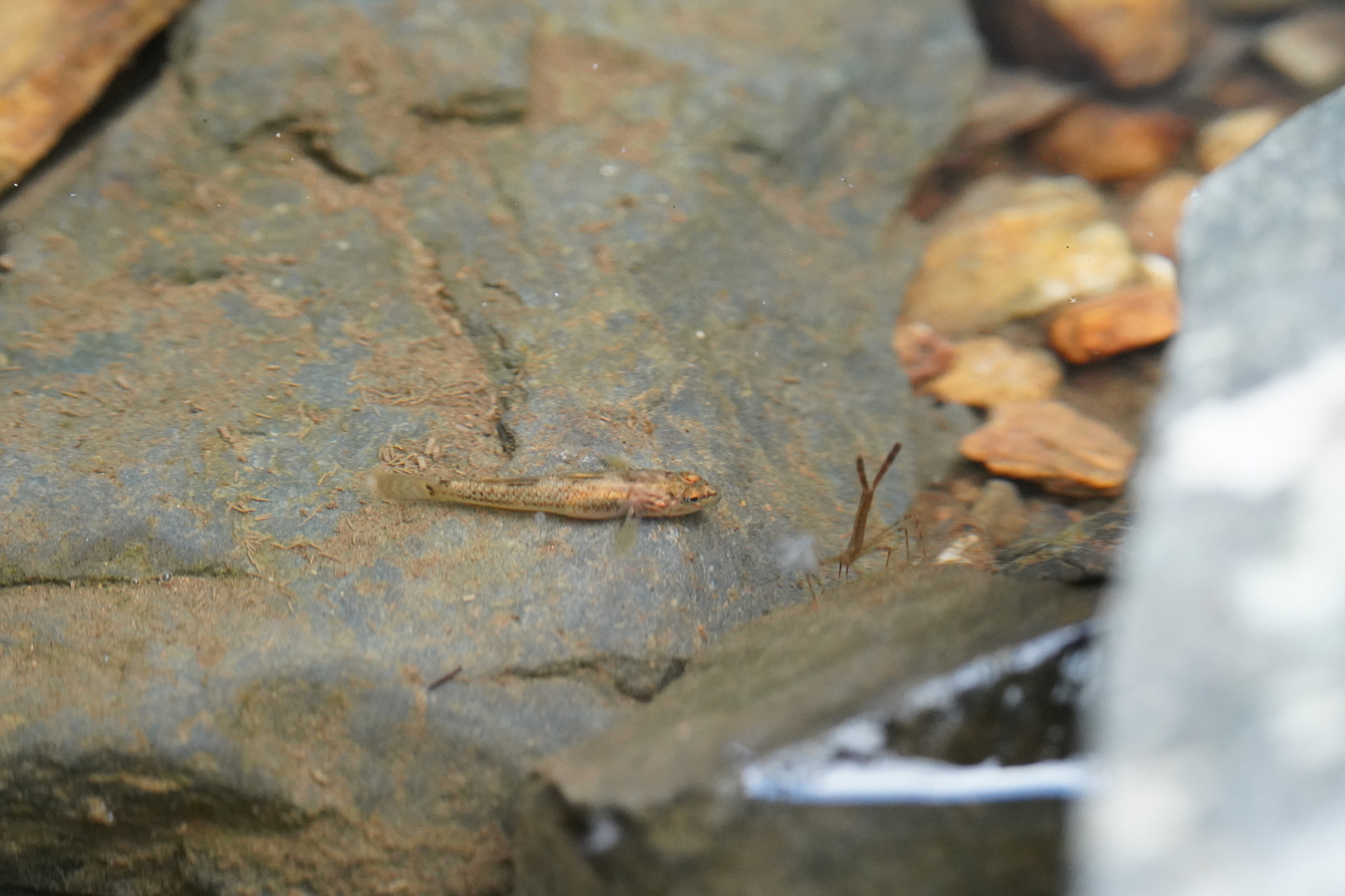 褐吻鰕虎（Rhinogobius brunneus）