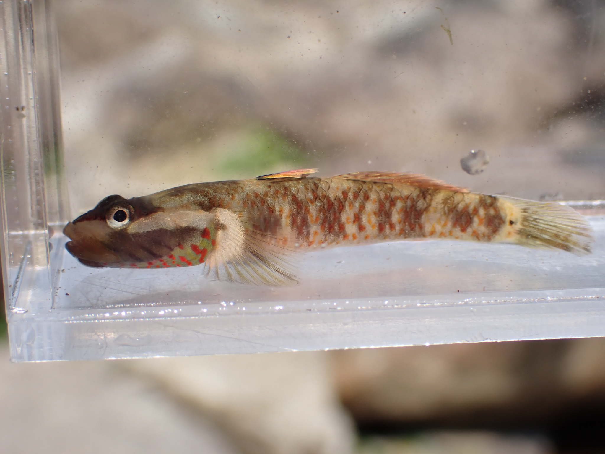 溪吻鰕虎（Rhinogobius duospilus）