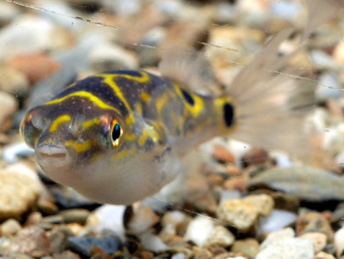 眼斑溪鲀[暂]（Dichotomyctere ocellatus）
