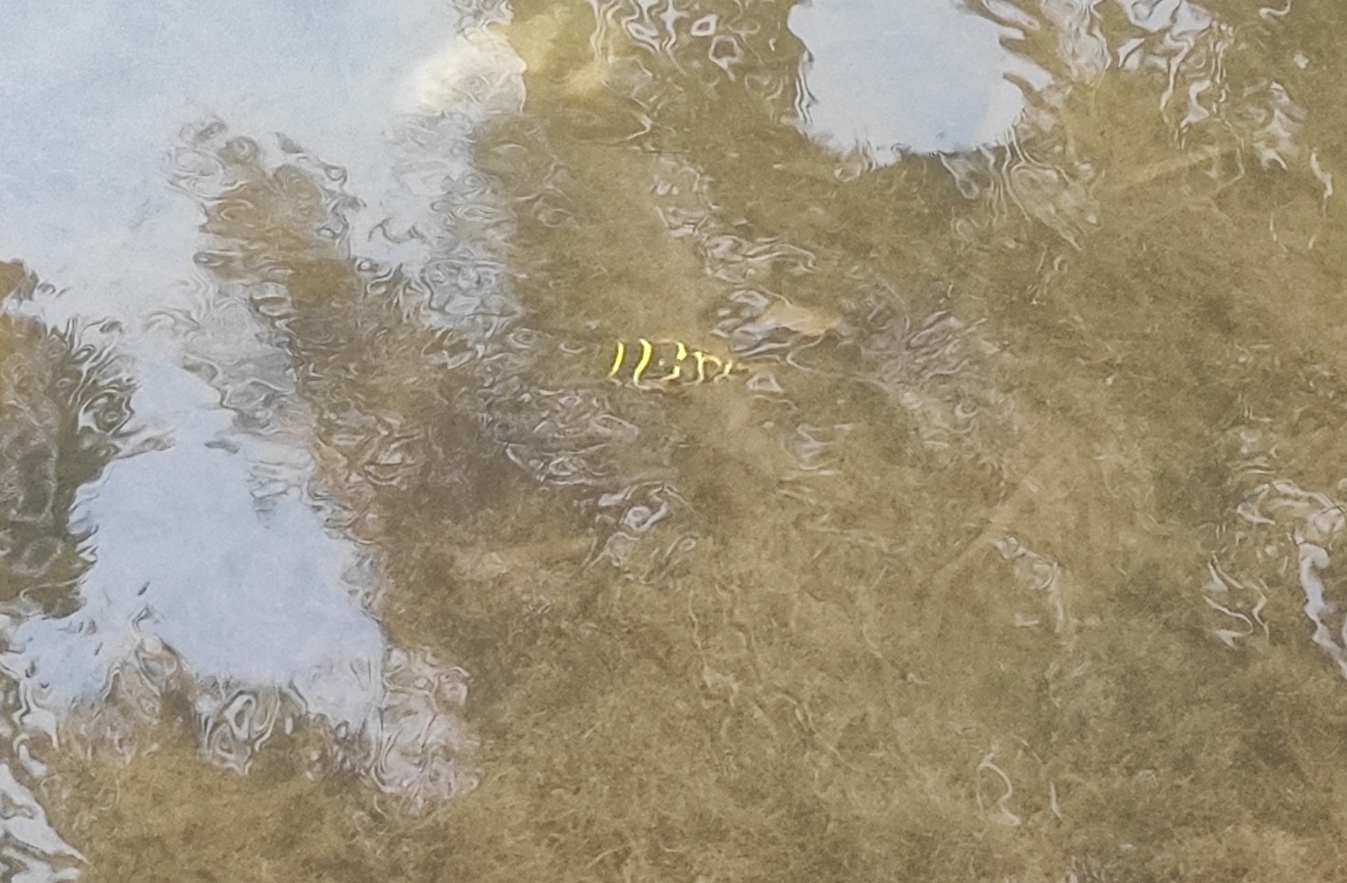 眼斑溪鲀[暂]（Dichotomyctere ocellatus）