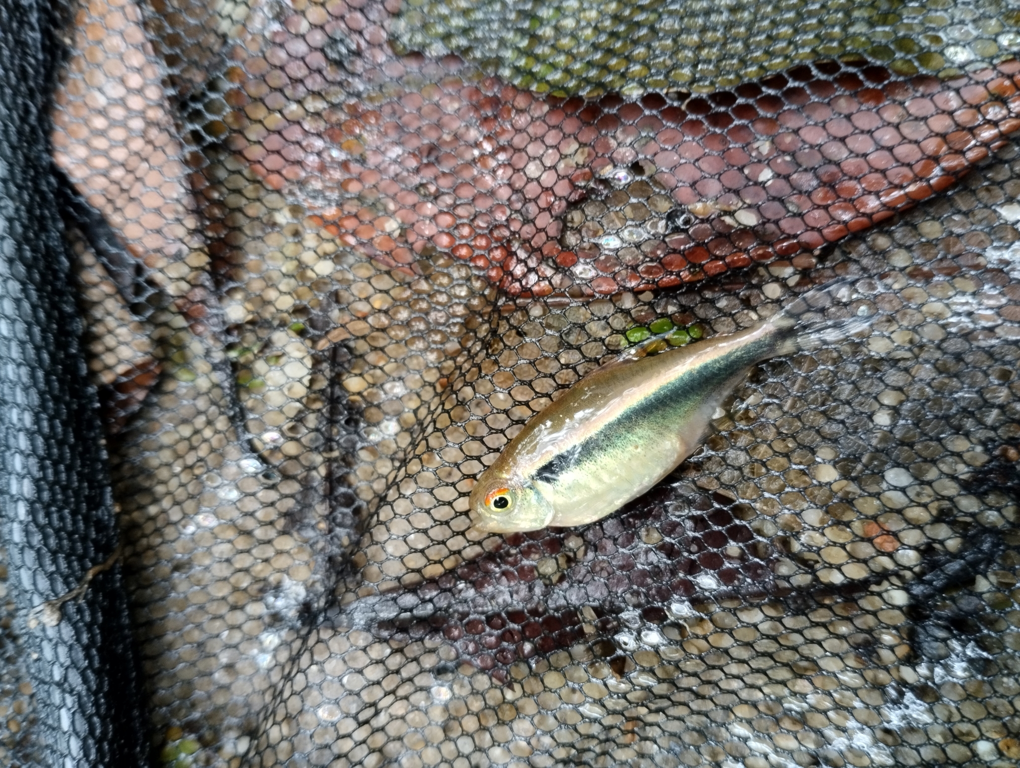 黑异纹鲃脂鲤（Hyphessobrycon herbertaxelrodi）