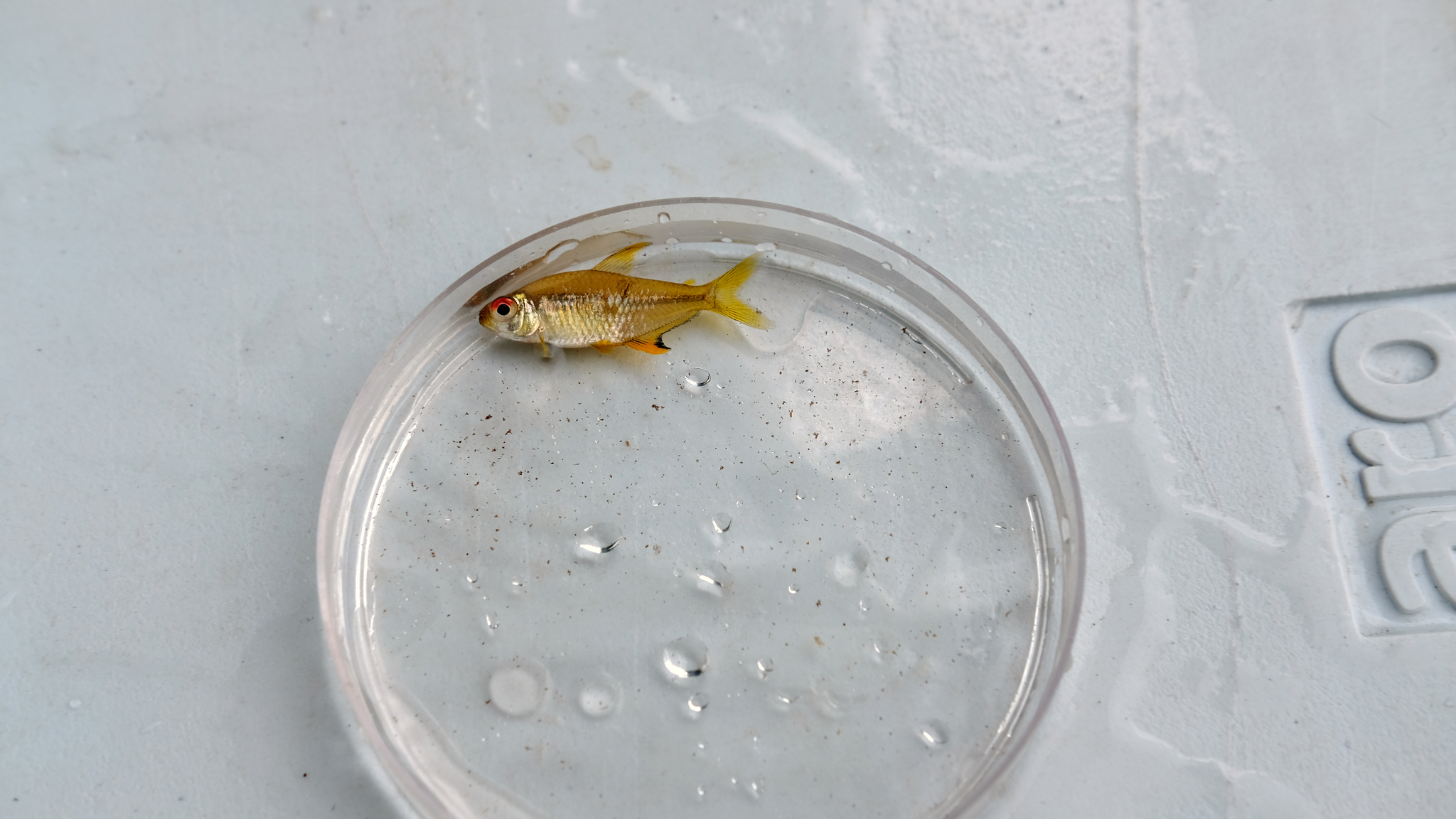 丽鳍鲃脂鲤（Hyphessobrycon pulchripinnis）