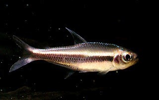 维而马鲃脂鲤（Hyphessobrycon vilmae）