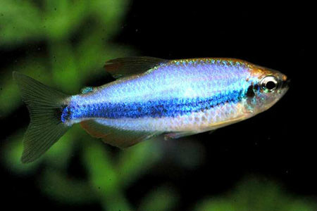 克氏青脂鲤（Inpaichthys kerri）