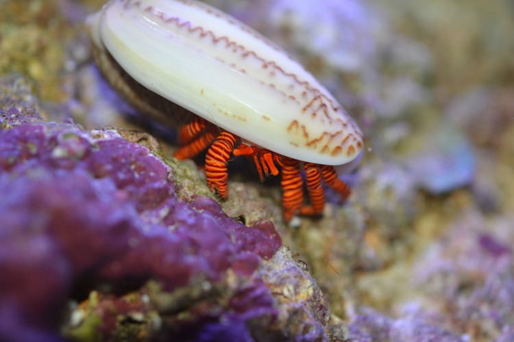 沟纹纤毛寄居蟹（Ciliopagurus strigatus）