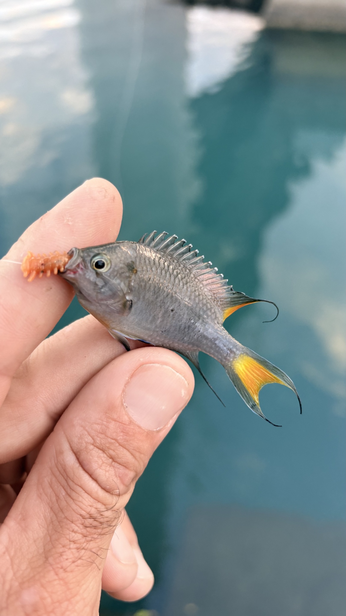 条尾身新雀鲷（Neopomacentrus taeniurus）