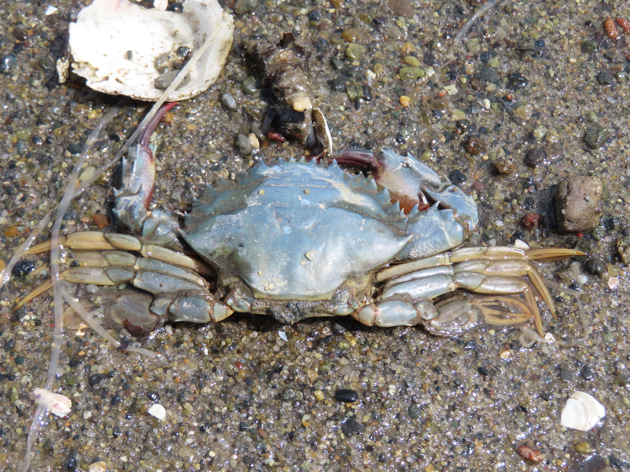 日本蟳（Charybdis japonica）
