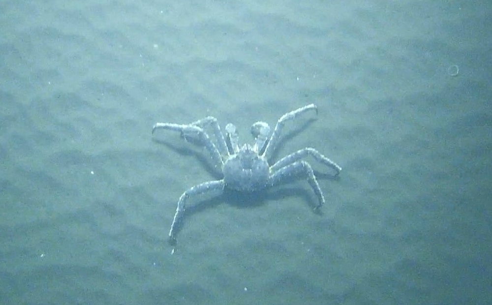 堪察加拟石蟹（Paralithodes camtschaticus）