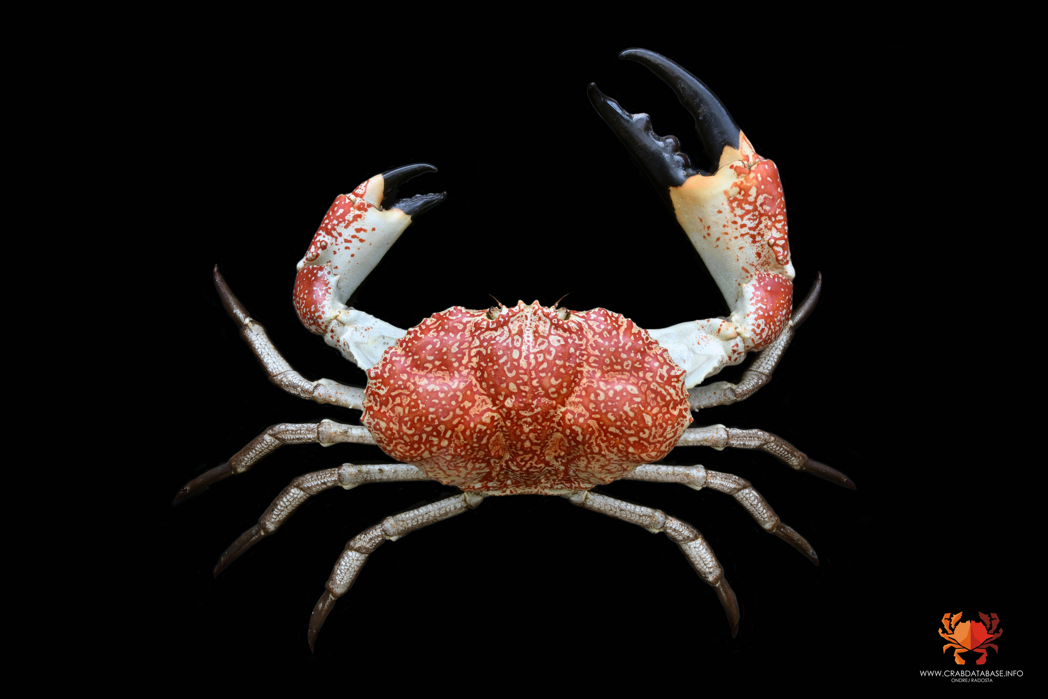 巨大拟滨蟹（Pseudocarcinus gigas）
