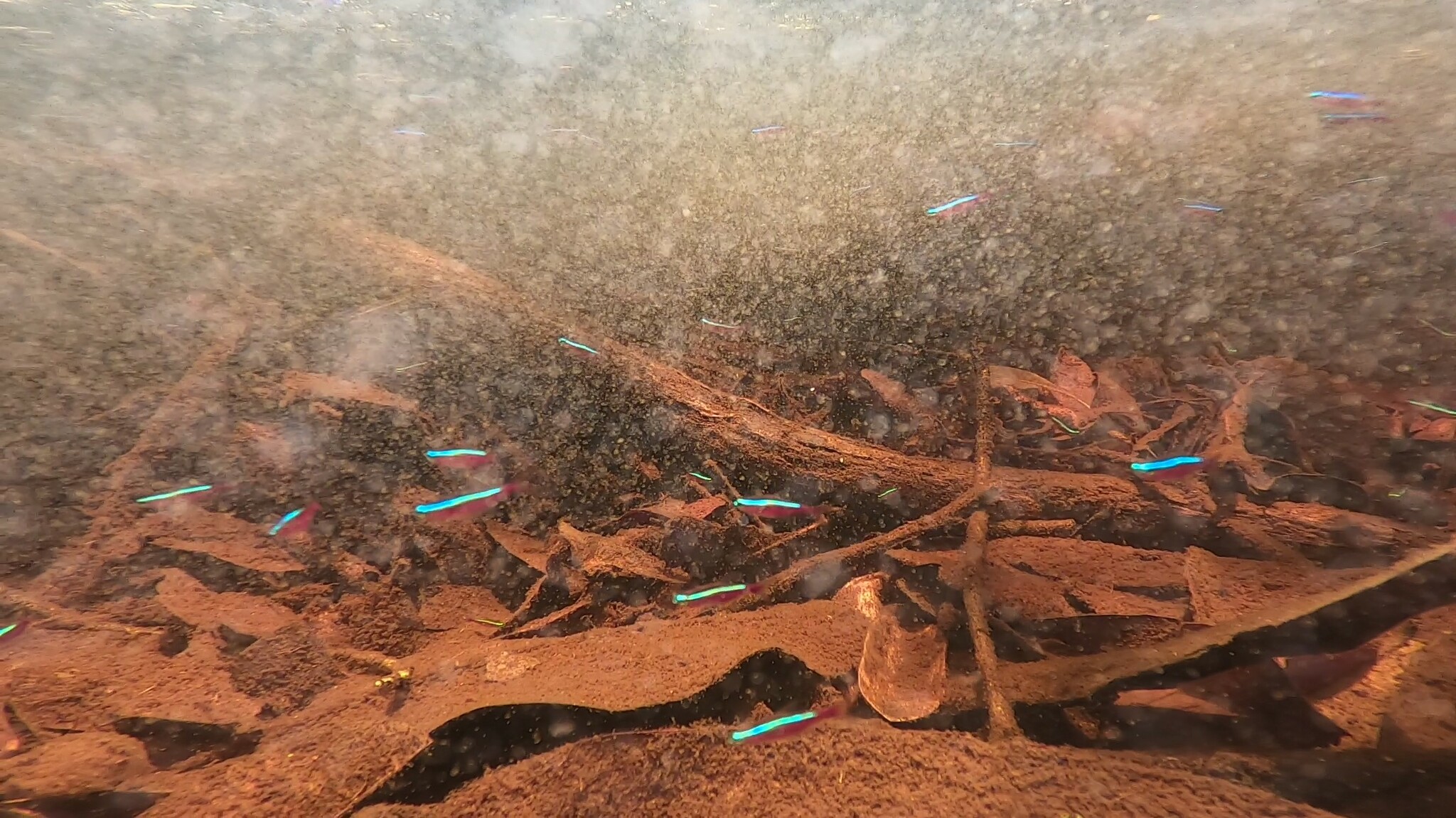 宝莲灯鱼（Paracheirodon axelrodi）