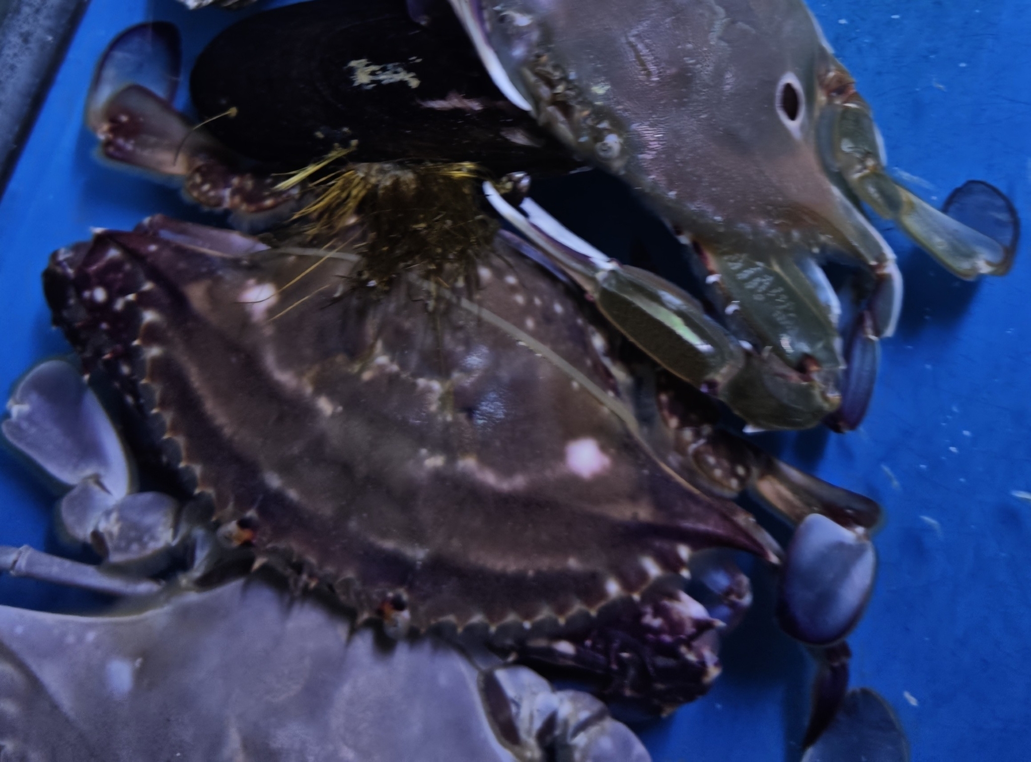 三疣梭子蟹（Portunus trituberculatus）