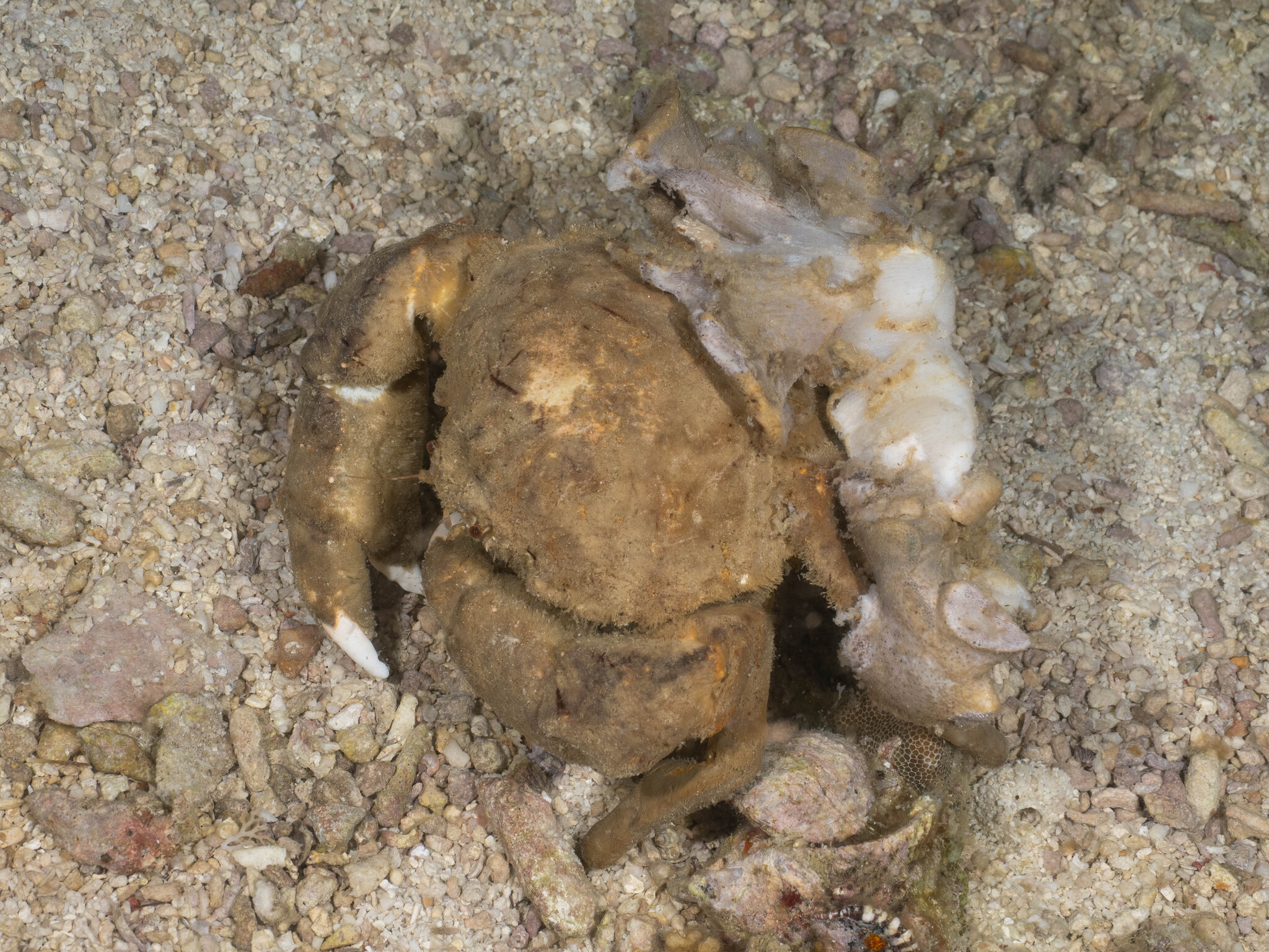 肿绵蟹（Tumidodromia dormia）