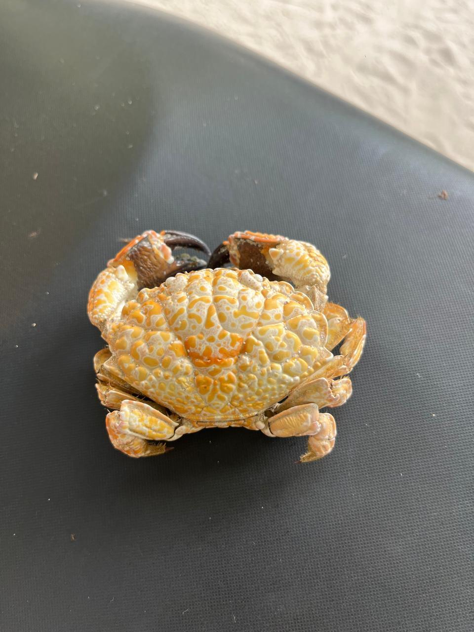 铜铸熟若蟹（Zosimus aeneus）