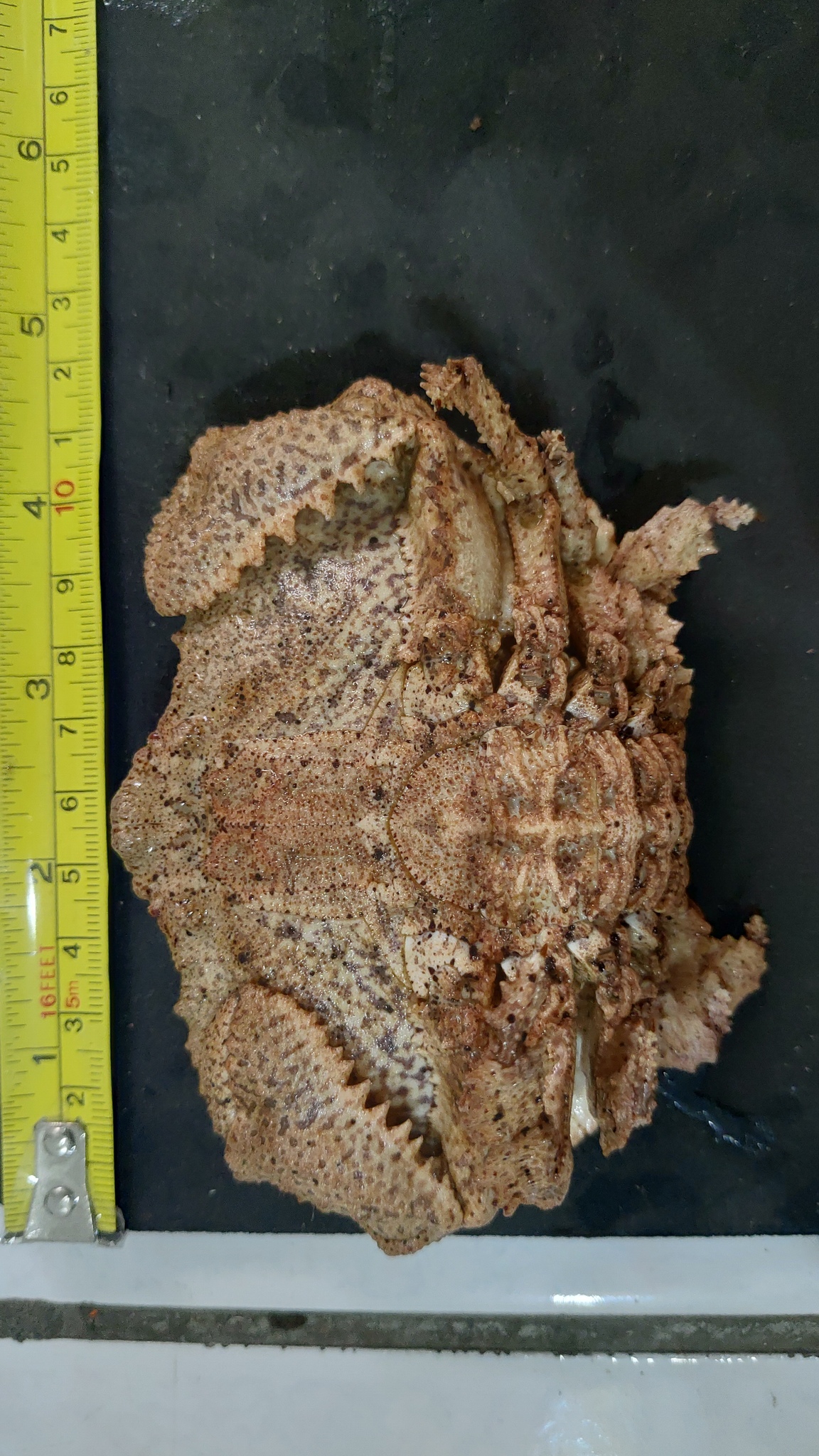 锯齿奇净蟹（Aethra scruposa）