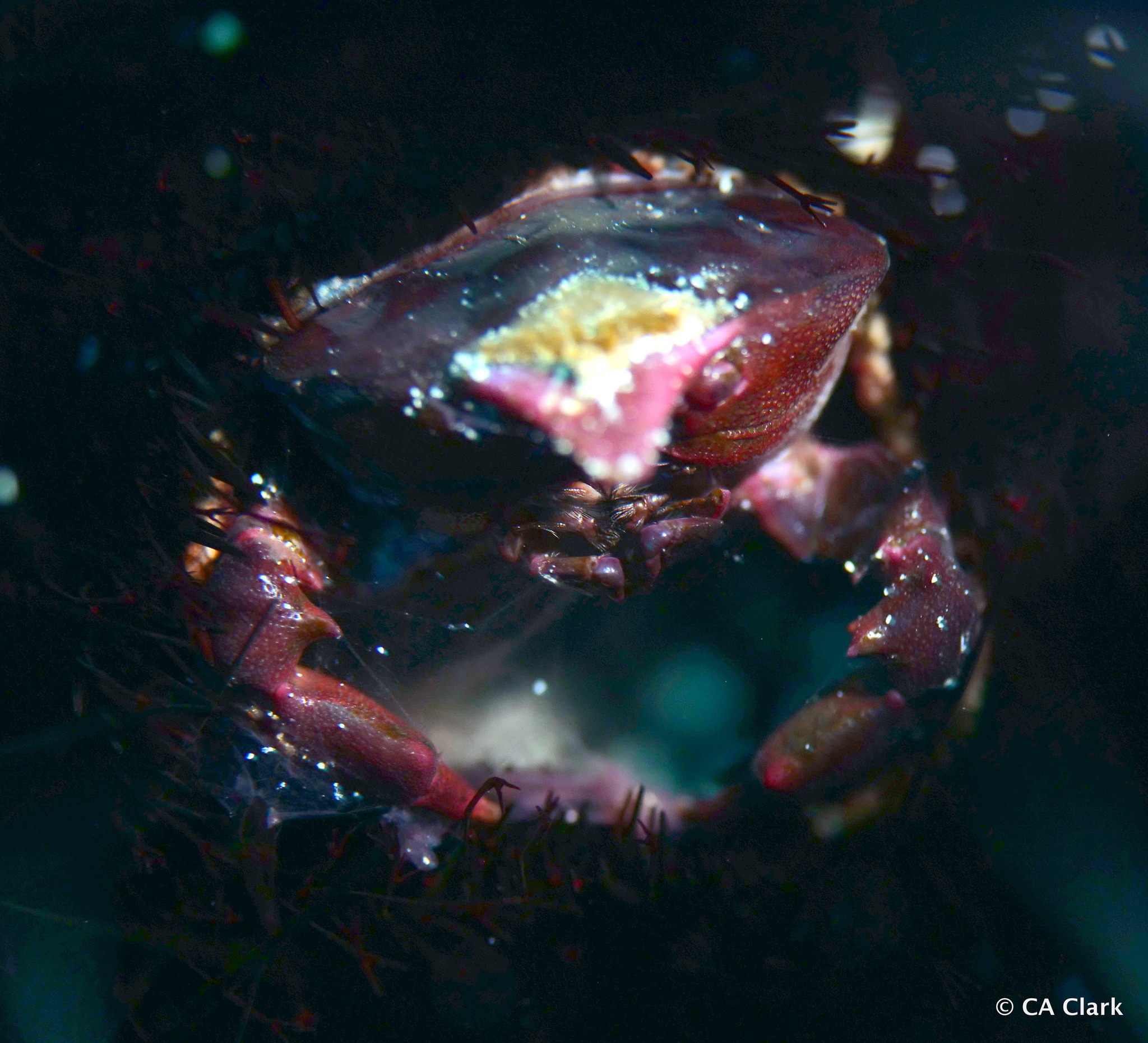 五角海胆蟹（Echinoecus pentagonus）
