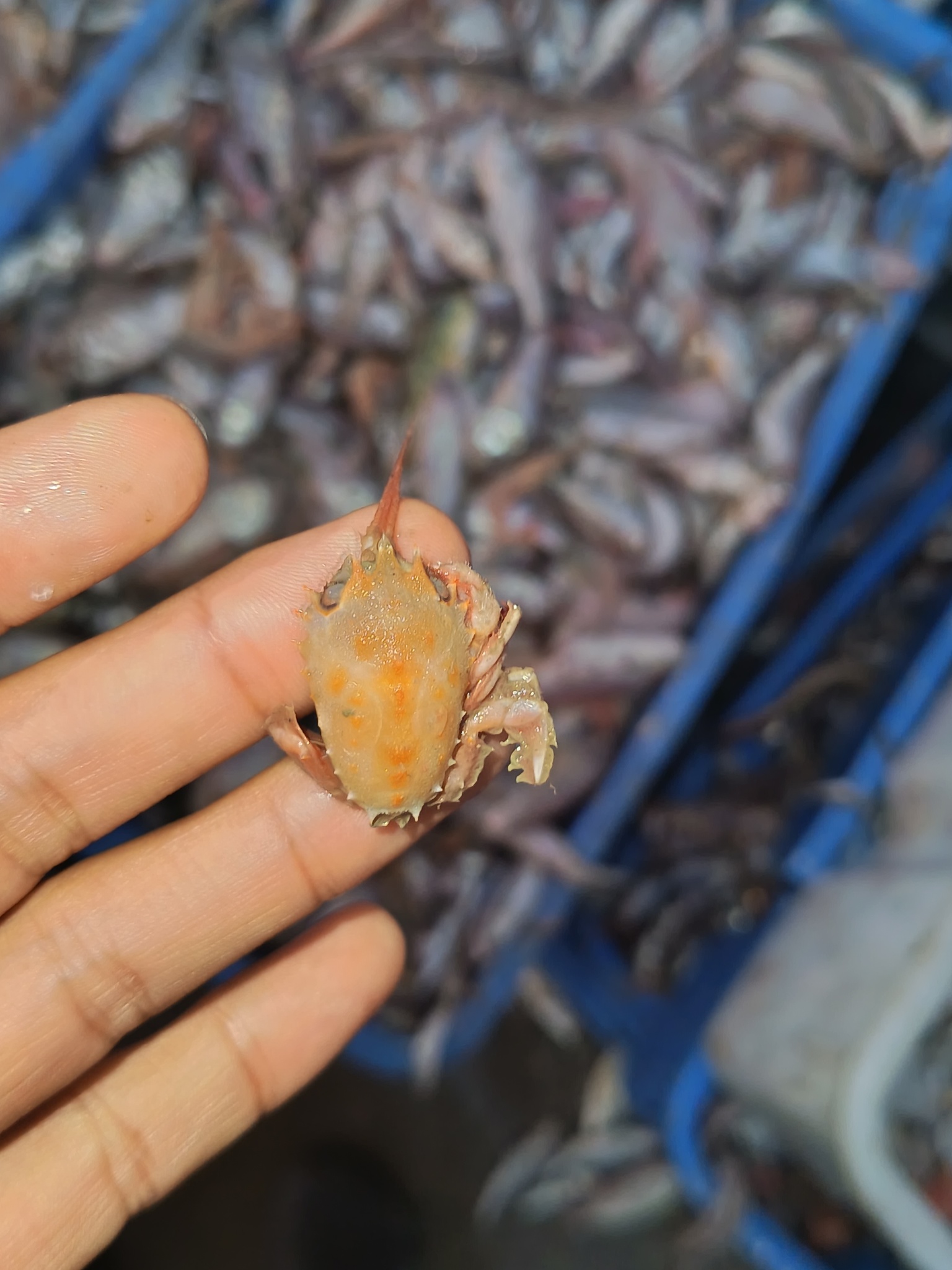 显著琼娜蟹（Jonas distinctus）
