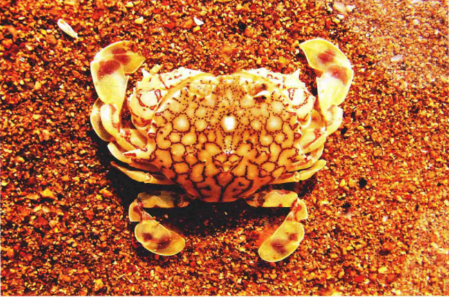 红线黎明蟹（Matuta planipes）