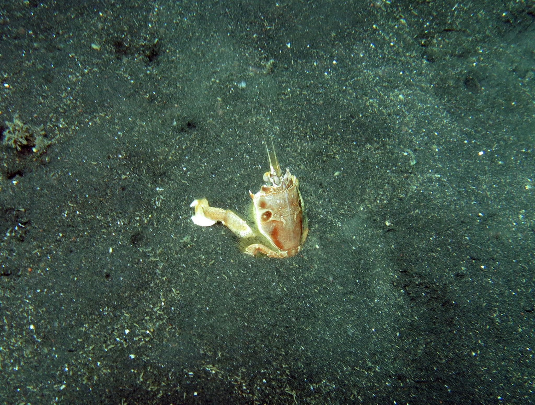 背足蛙蟹（Notopus dorsipes）