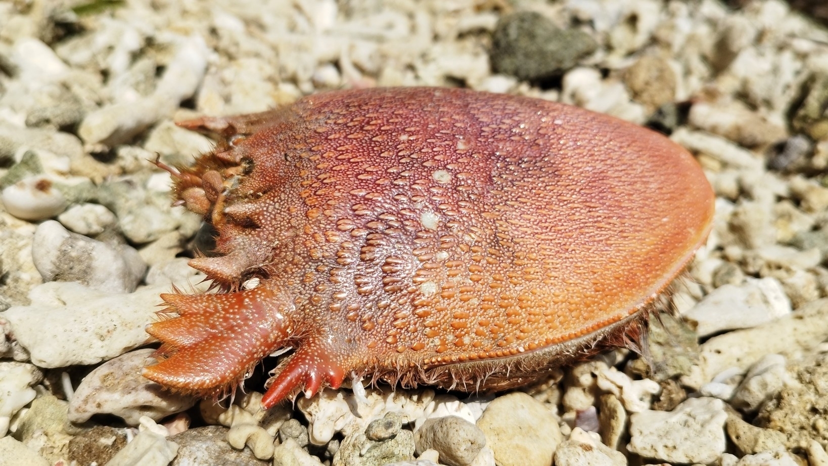 蛙蟹（Ranina ranina）