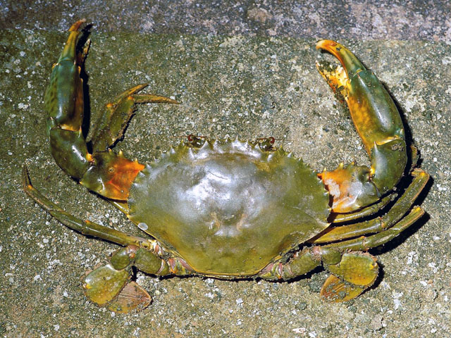 拟深穴青蟹