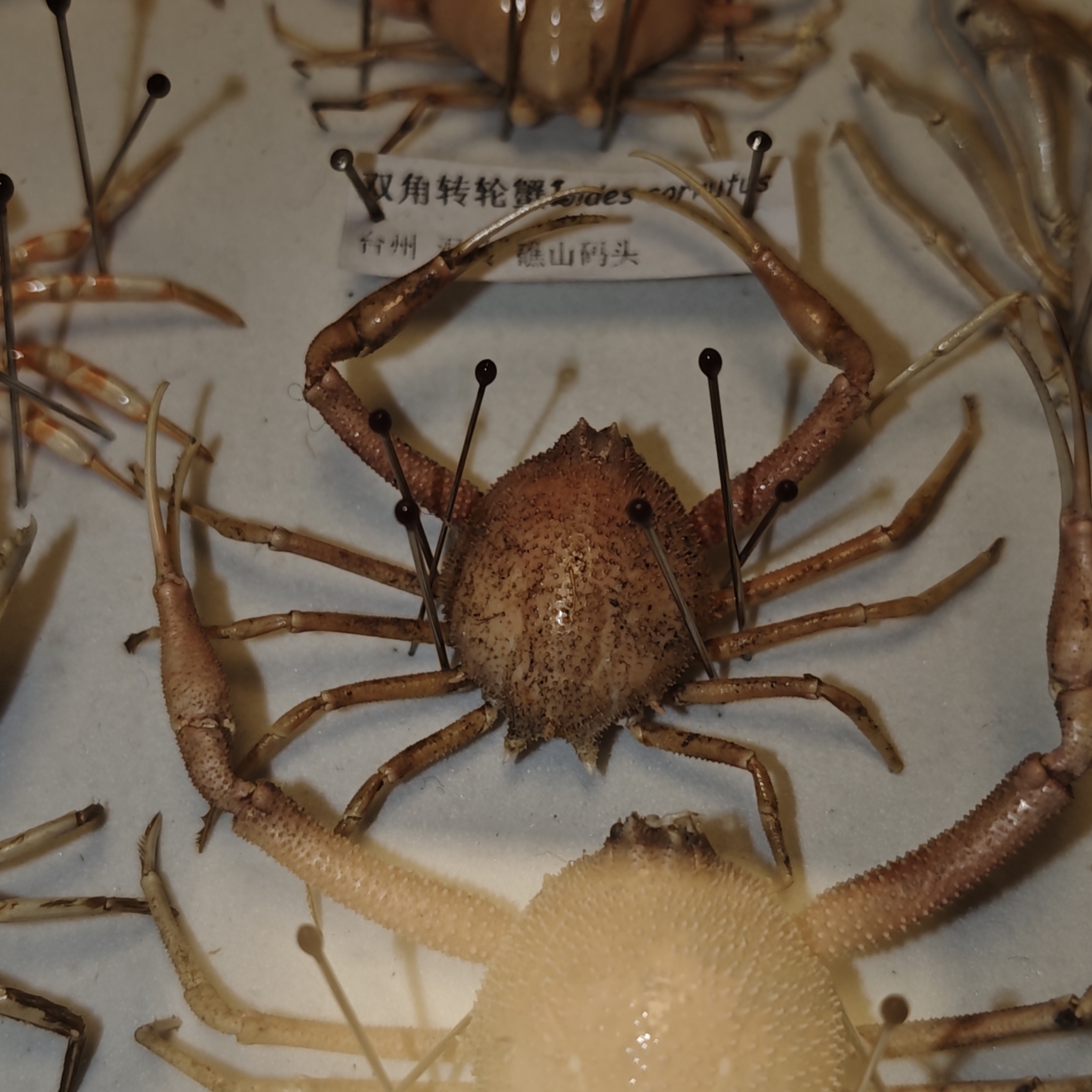 长形栗壳蟹（Arcania elongata）
